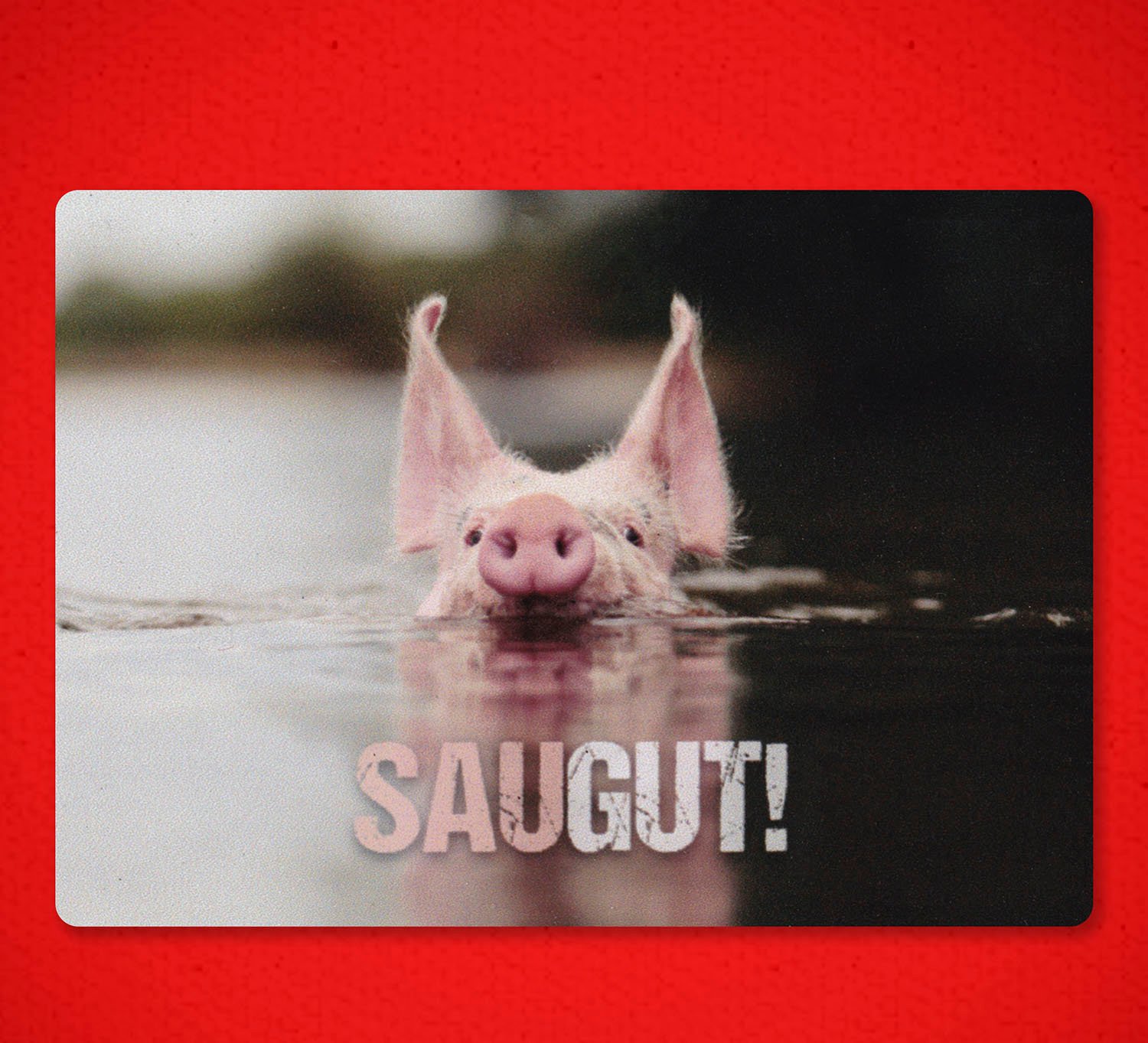 Saugut-Magnet-Schwein-schwimmt