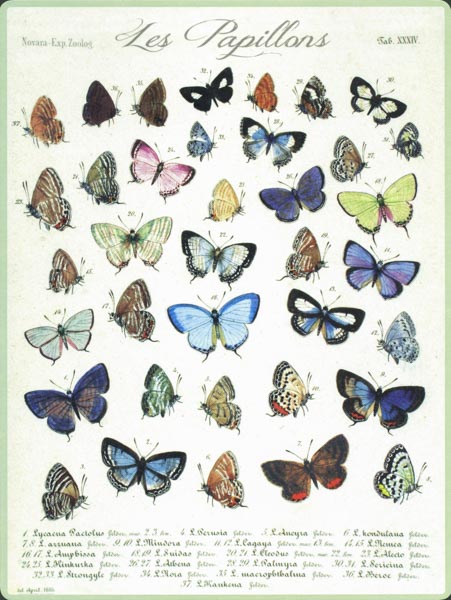 Butterflys-PostercardukizYi98fBnLz Les Papillons - PosterCard