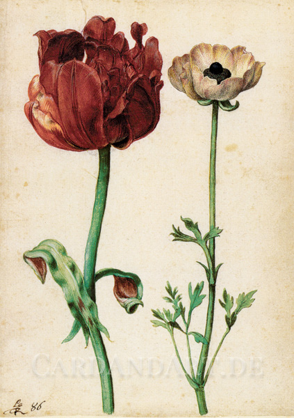 Flegel, Georg - Tulpe und Gartenranunkel - Postkarte