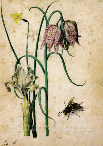 Flegel-Georg-Iris-Narzisse-Schachbrettblume-Hornisse-Postkarte Flegel, Georg Iris Narzisse Schachbrettblume und Hornisse Postkarte