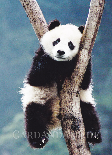 Bambusfresser-Panda-Postkarte