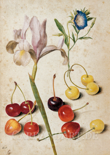 Flegel-Georg-Kirschen-Iris-Winde-Postkarte