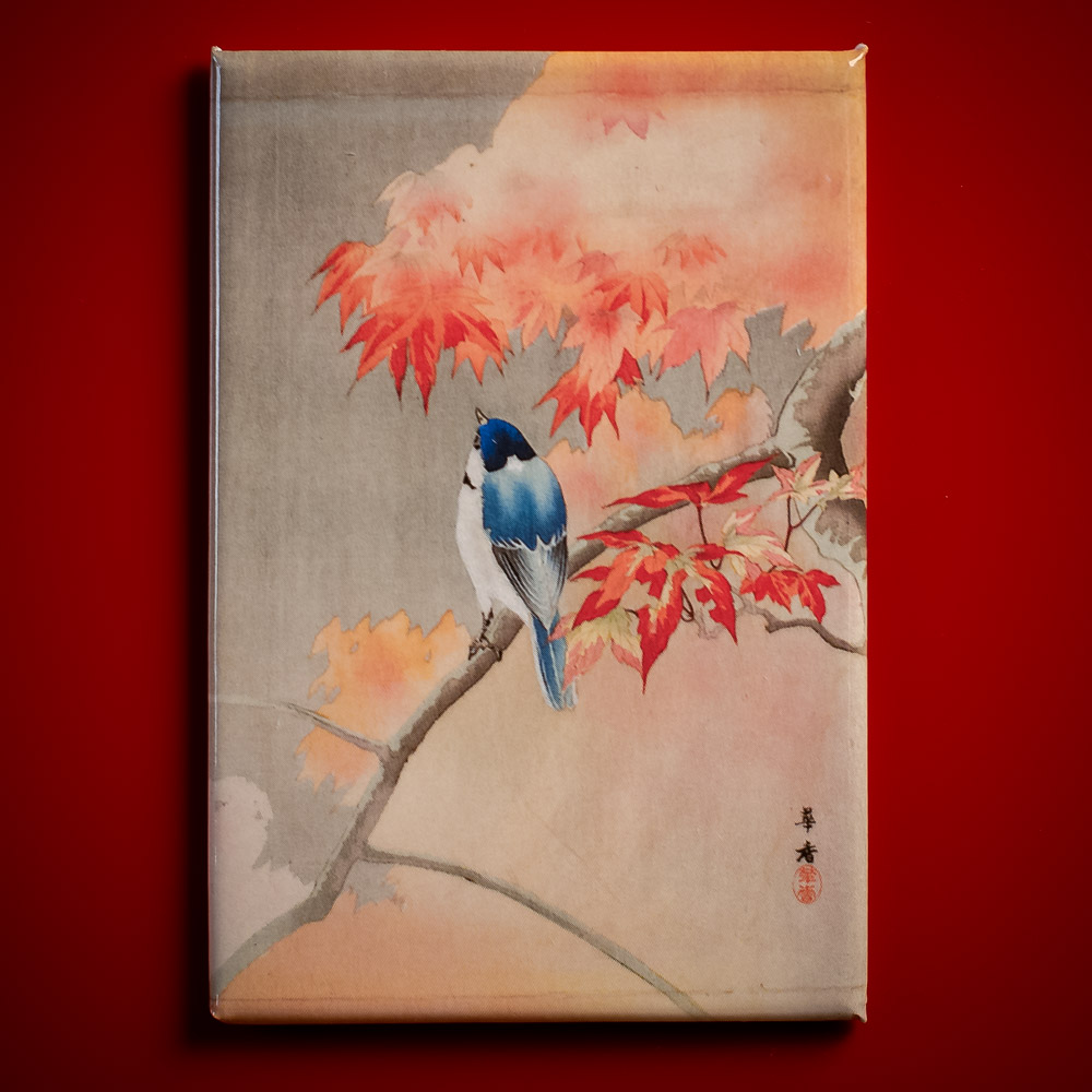 Kako-Blaumeise-auf-herbstlichem-Zweig-Magnet3Qw1NoI9RKaDx