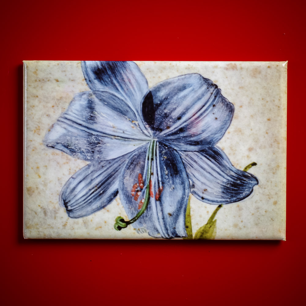 Duerer-Albrecht-Lilie-Magnet