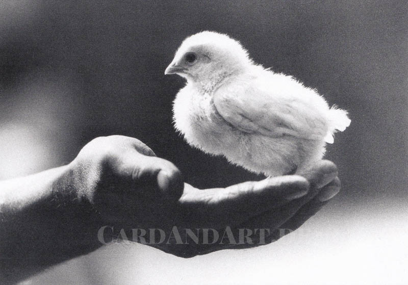 Little chicken - Postkarte